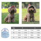🔥50% OFF🔥🐕Outdoor Sun Protection Hood For Dogs